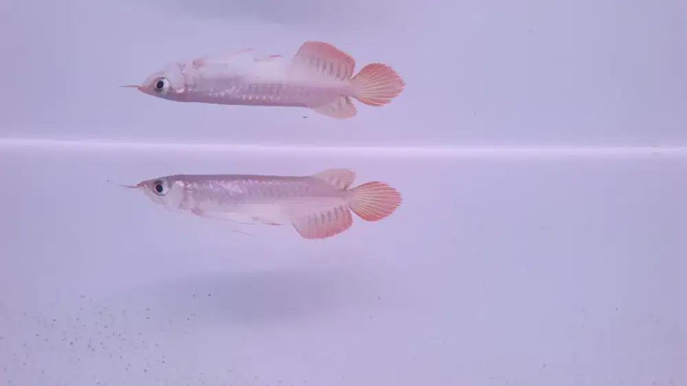 Ikan Hias Arowana Super Red Arwana
