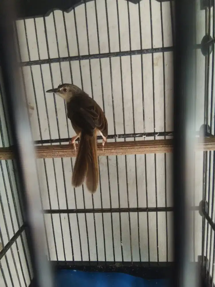 Cigun harian crwet harga nego