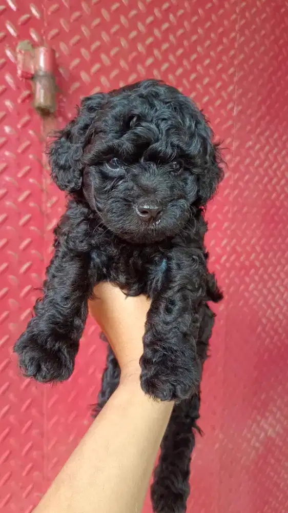 Black toy poodle