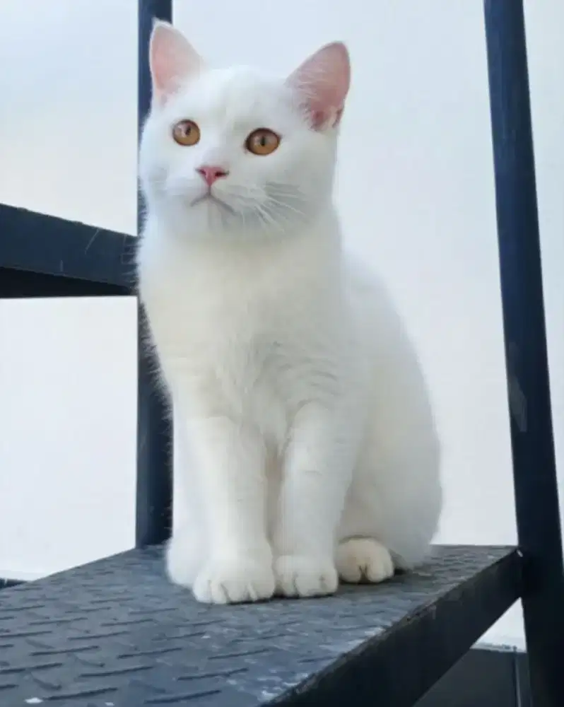 British shorthair white solid