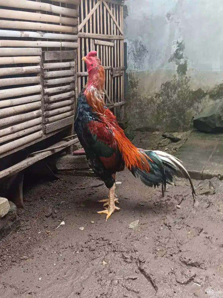 Ayam bangkok jenis brazillian