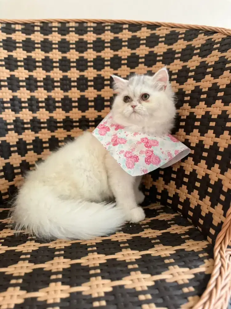 Kucing kitten persia flatnose