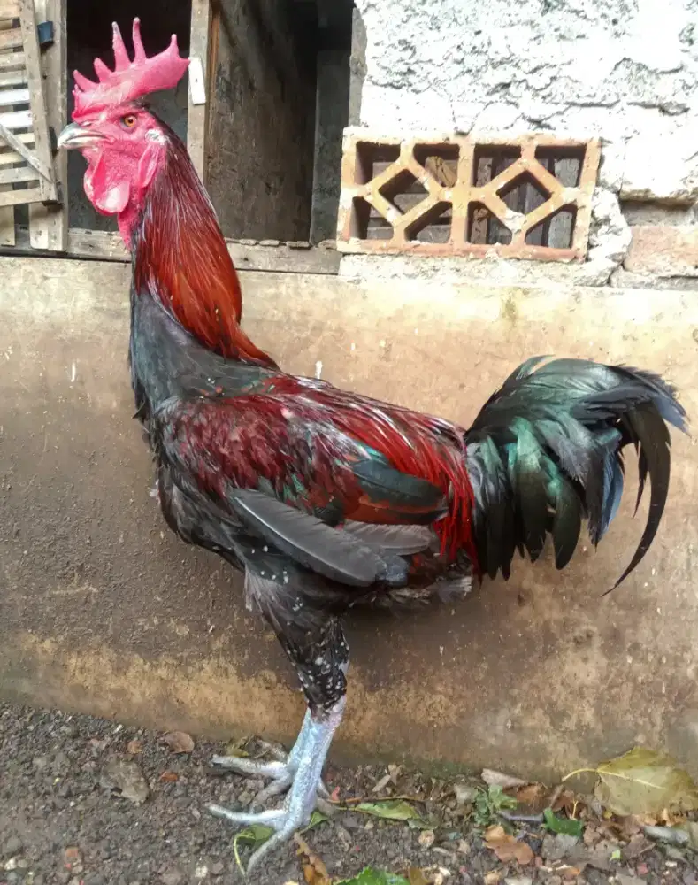 AYAM PELUNG JANTAN