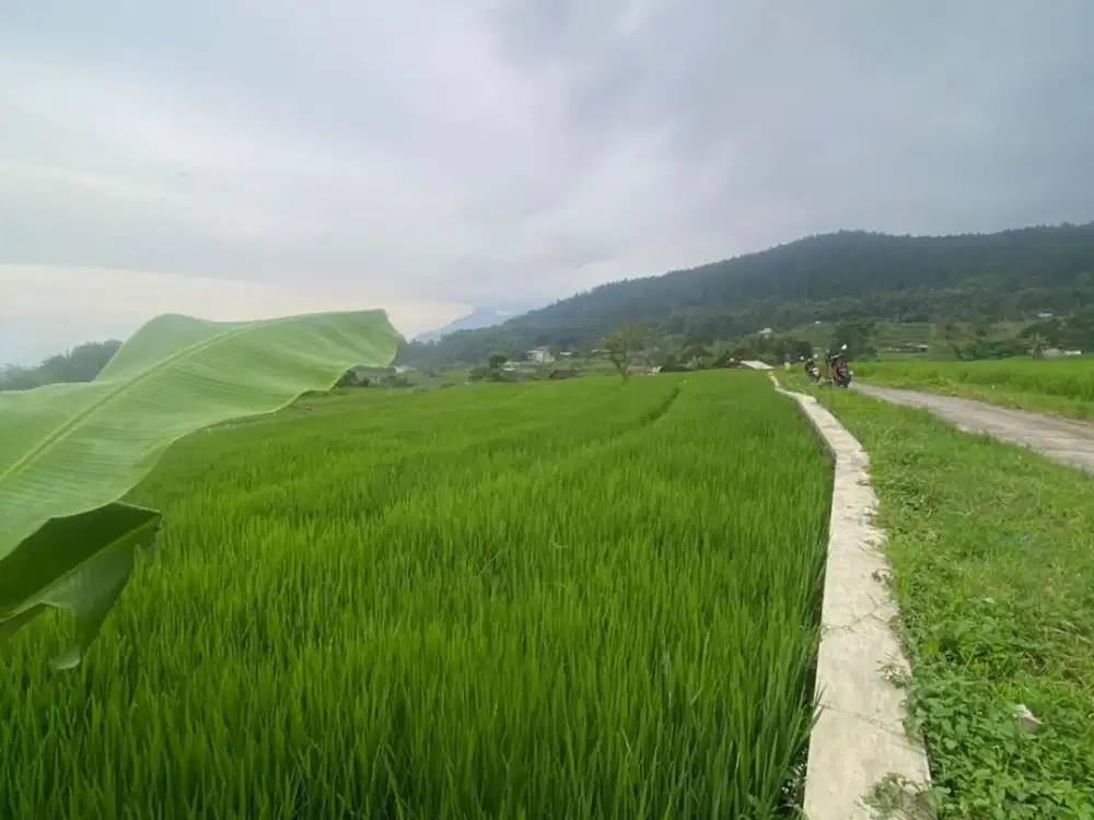 Tanah Pacet Dekat Tempat Wisata