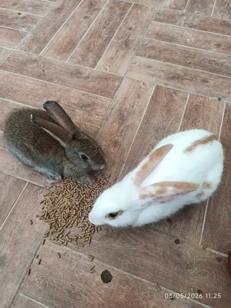 Kelinci Berpasangan