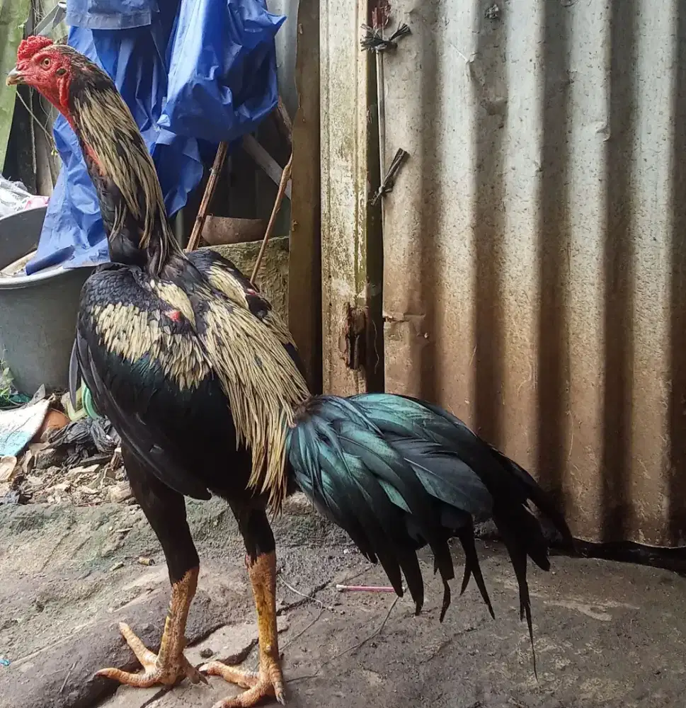 Ayam muda pukul jalu