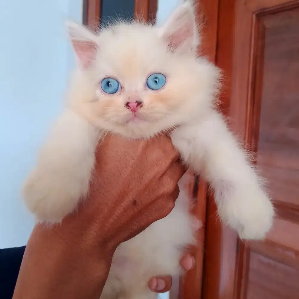 Kiten ragdoll lincah