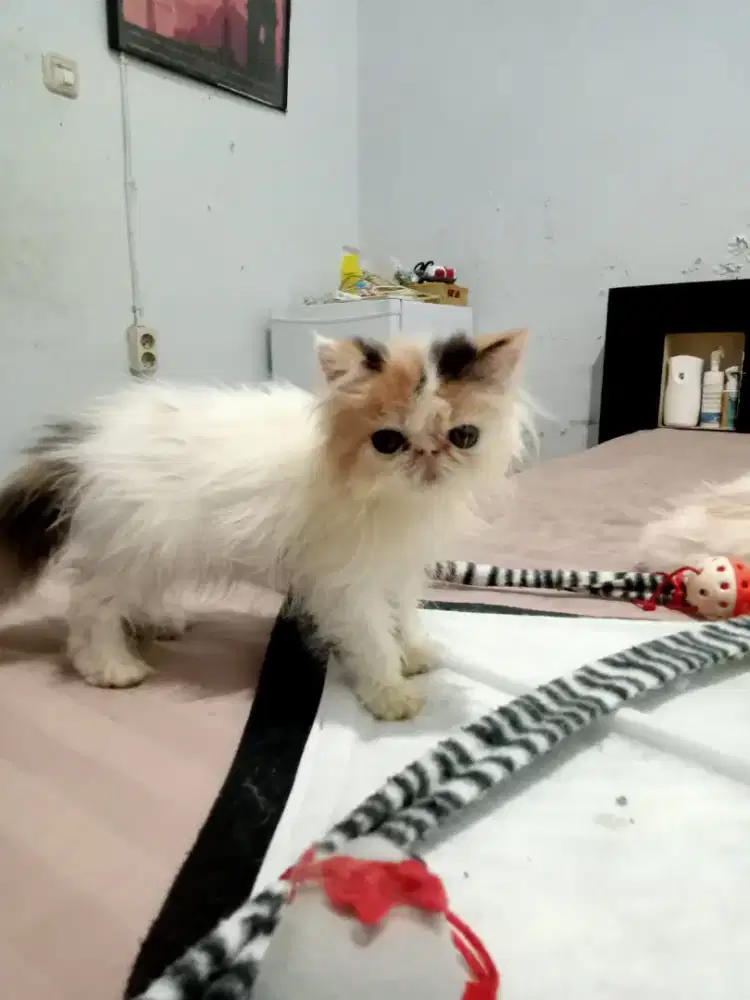 Lowongan Babysitter Pengalaman