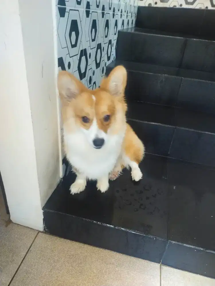 Anjing hias Corgi  jantan kondisi bersih terawat dijual 4 juta