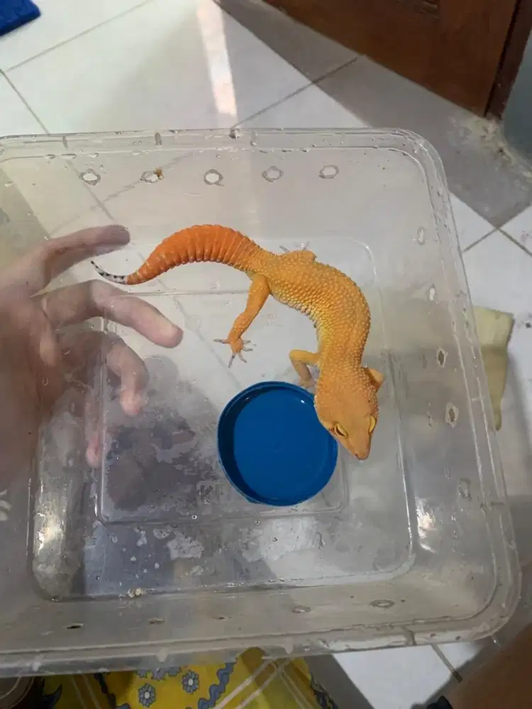 Gecko Male SHTCT Turunan line dark