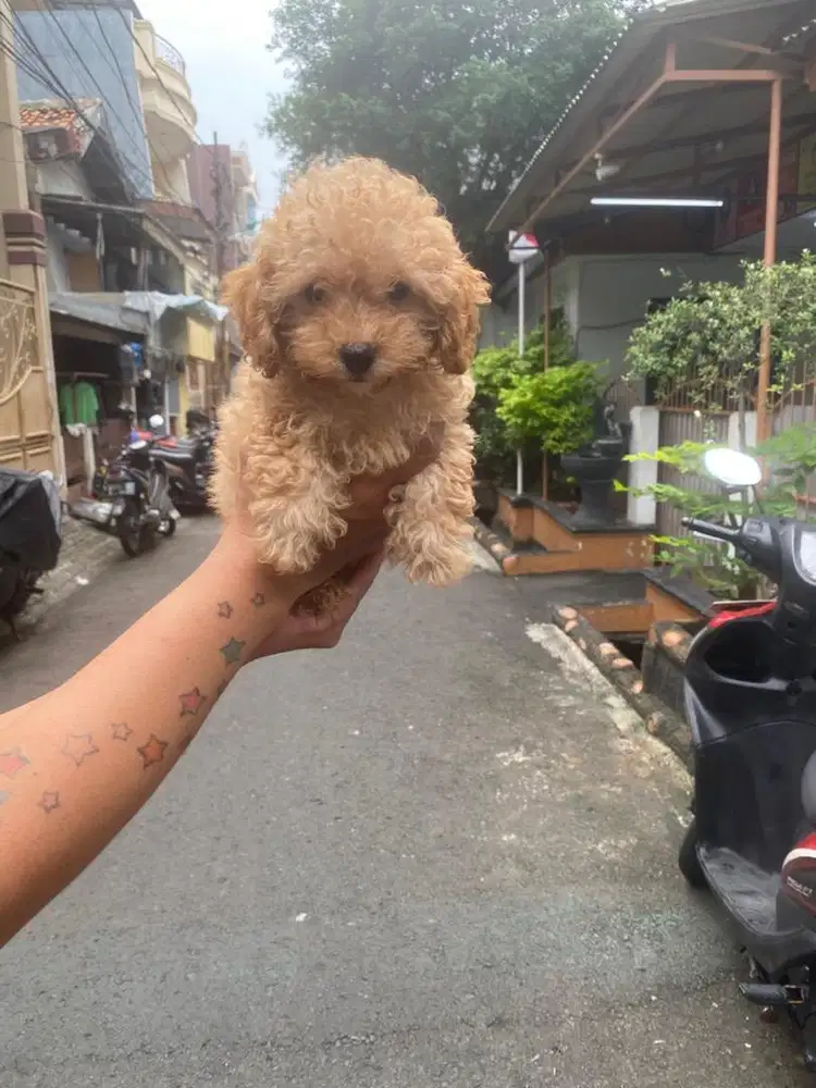 Toy poodle betina kaki pendek