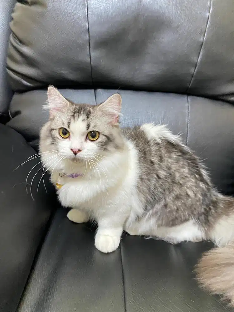 Munchkin longhair jantan