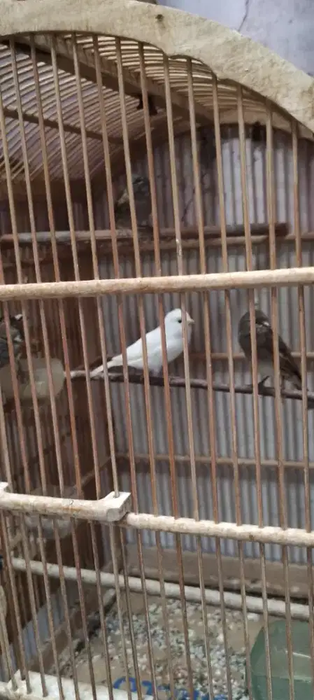 Burung kenari warna Putih