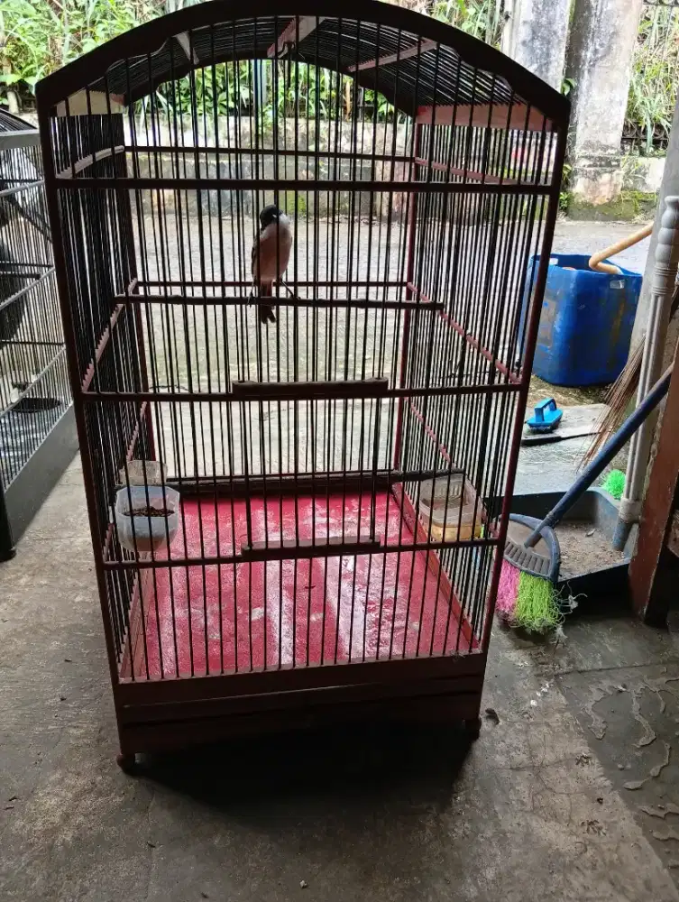 Burung Pentet Jawa Timur rajin bunyi