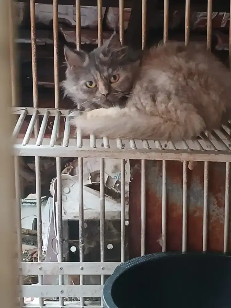 Kucing Persia Abu Abu