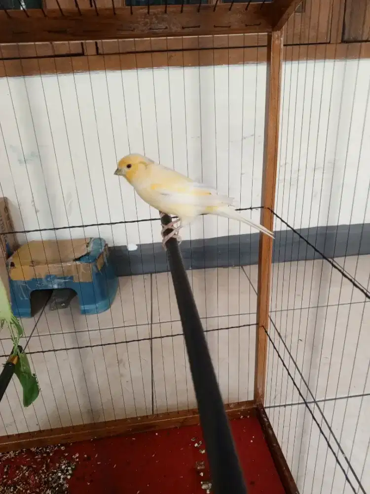 Kenari nota beli AF anggap aja loper