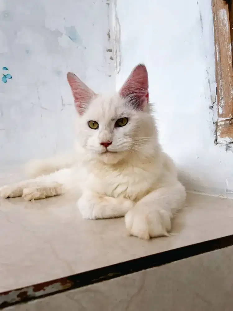 Kitten mainecoon pure nonped