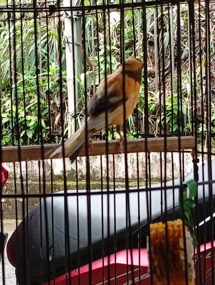 Burung kenari loper bon cerah gacor