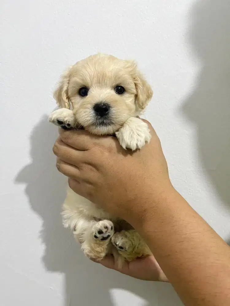 PUPPIES TINY MALTIPOO JANTAN APRICOT