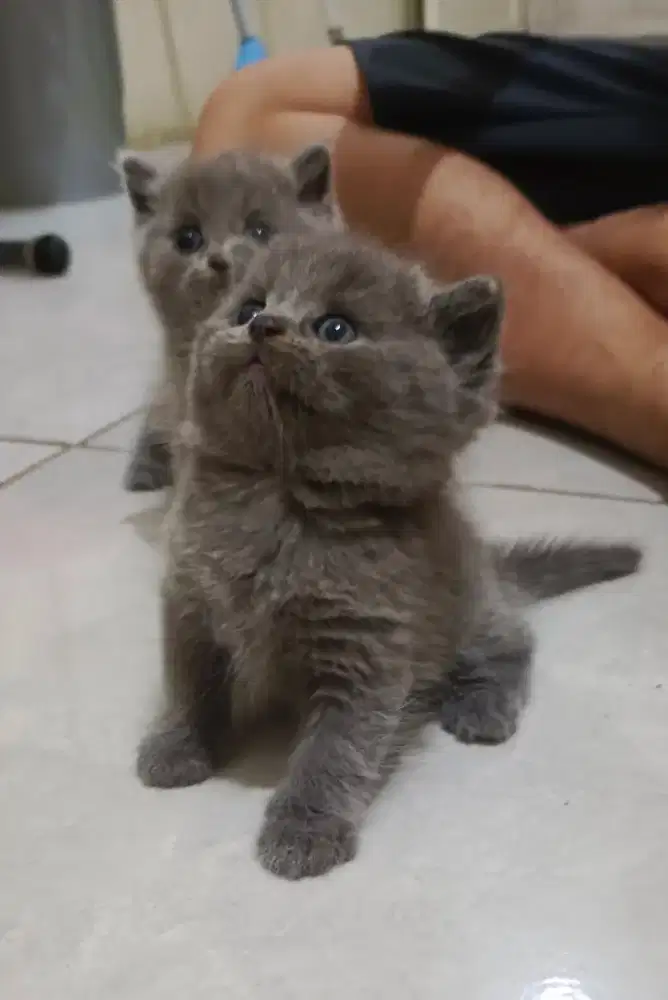 British short hair blue