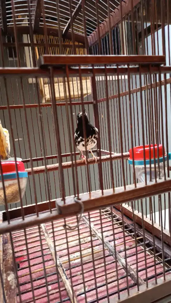 Anis kembang mulus beres mutasi