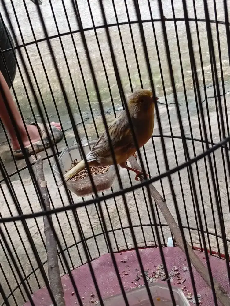 Burung kenari af riwikan