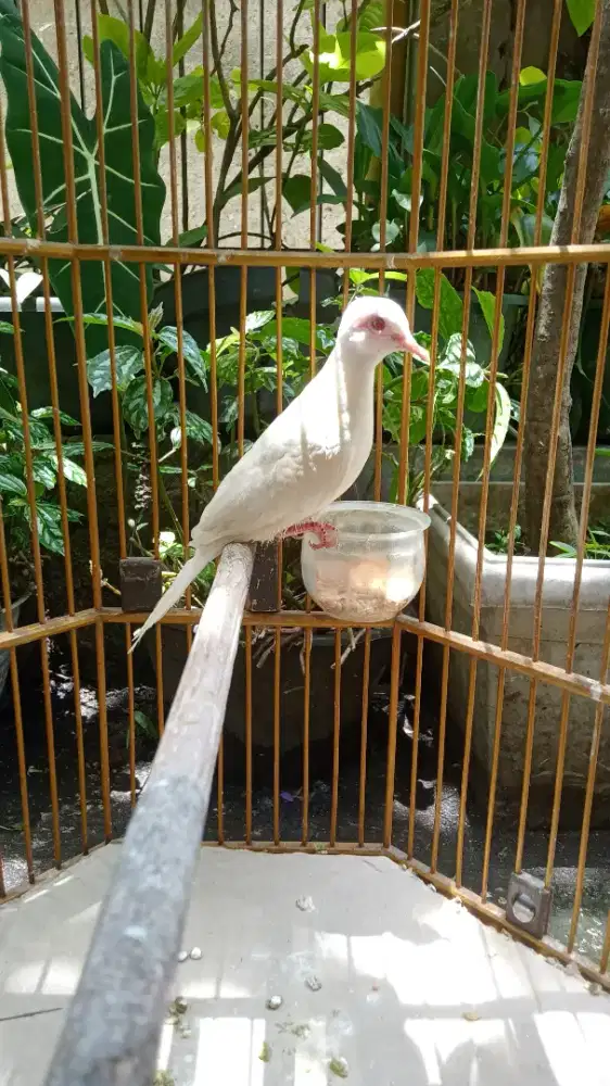 Perkutut Jantan Kapas Albino Mata Merah