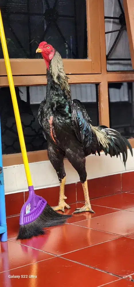 AYAM SHAMO DAN PAKHOY
