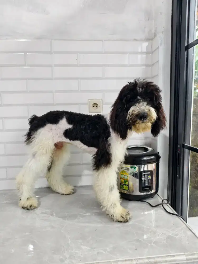 Giant poodle jantan murah