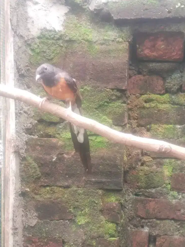 Jual murai medan betina siapan pe17/18cm produksian 2x