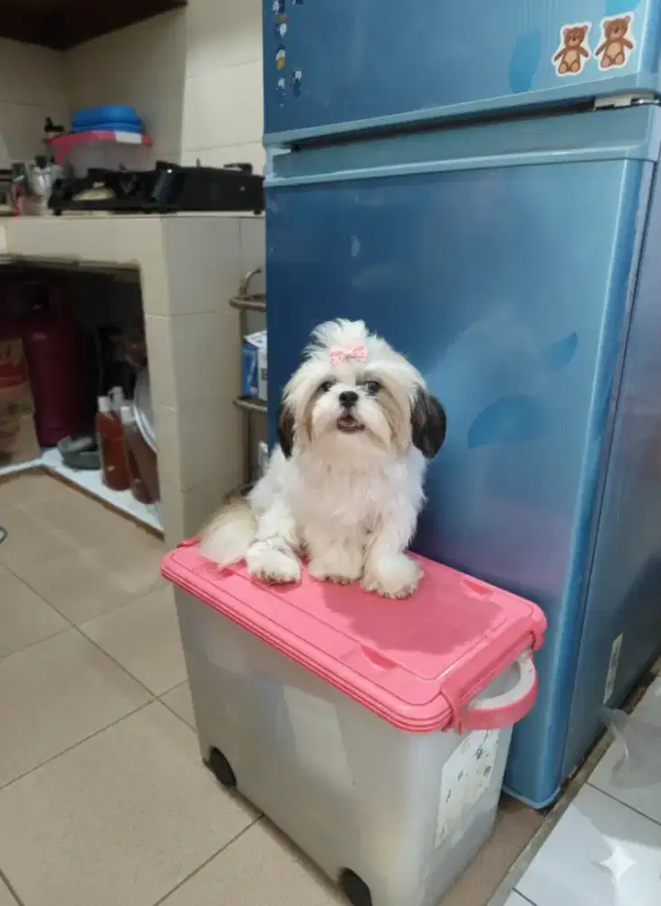 Shihtzu super mini pure murah