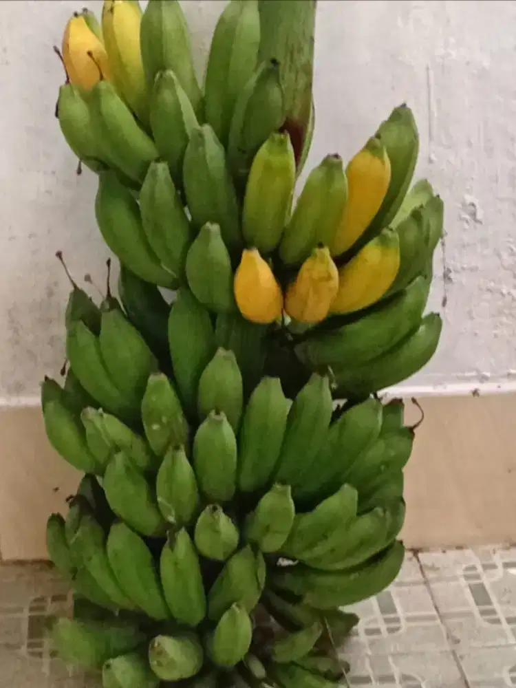 Di Jual Pisang Raja