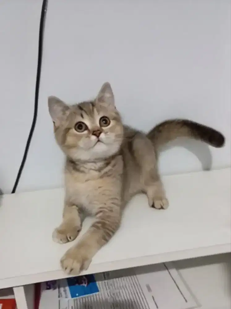 British shorthair/bsh golden Ny25