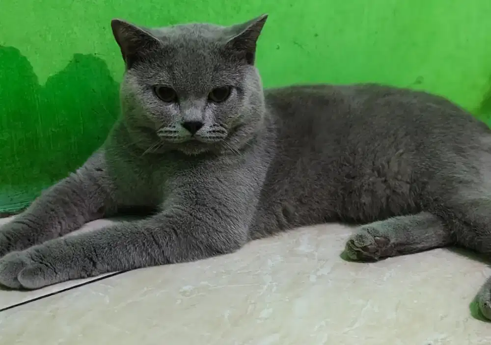 Kucing bsh British Shorthair