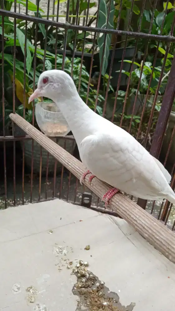 Perkutut Albino Mata Merah Kapas
