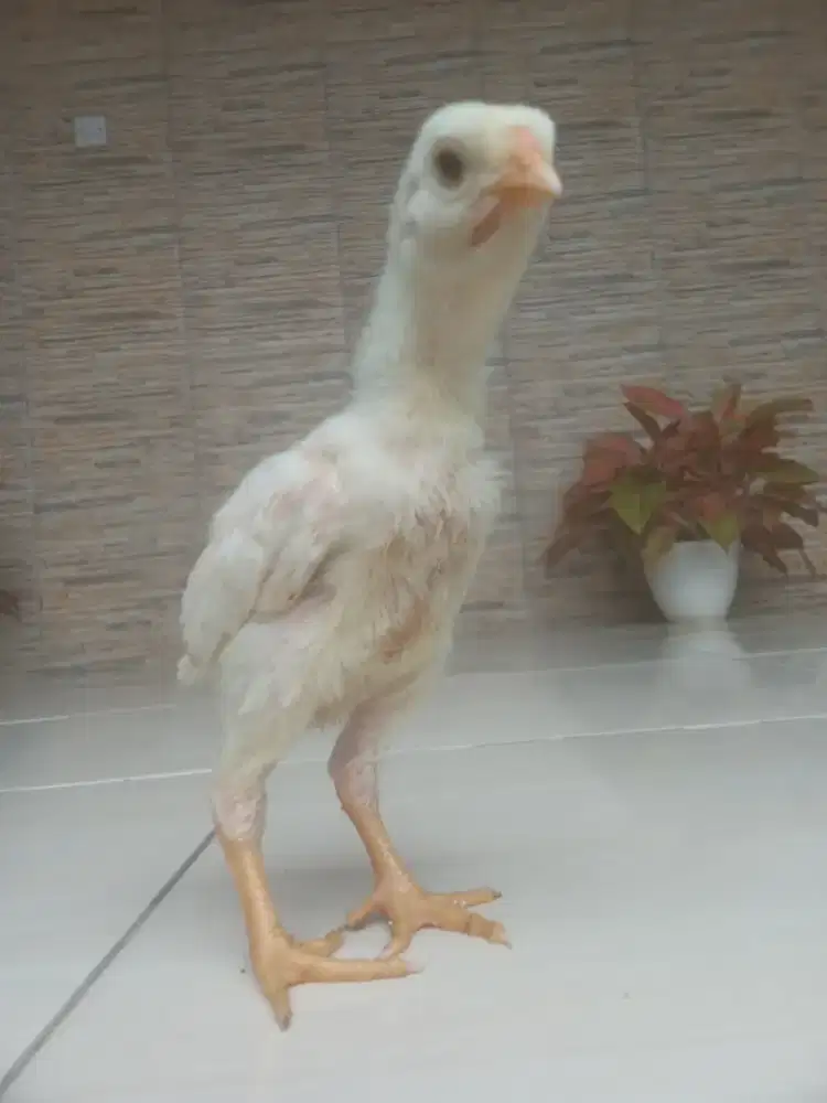 Anak Ayam bangkok Klasik, bibit trah berkualitas