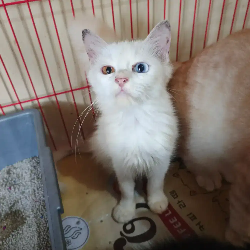 Kucing kitten betina Odd eye