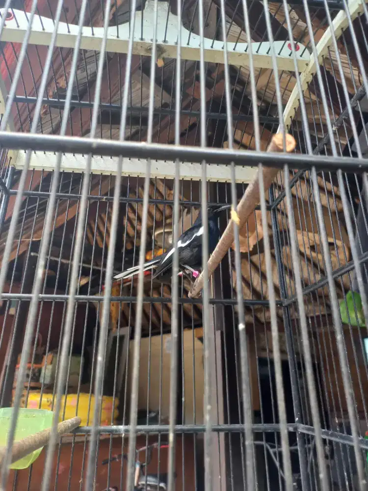 Kacer Bali Dada hitam