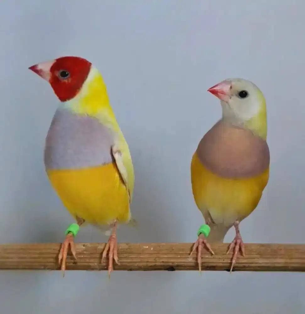 Burung Gould Amadine Kuning