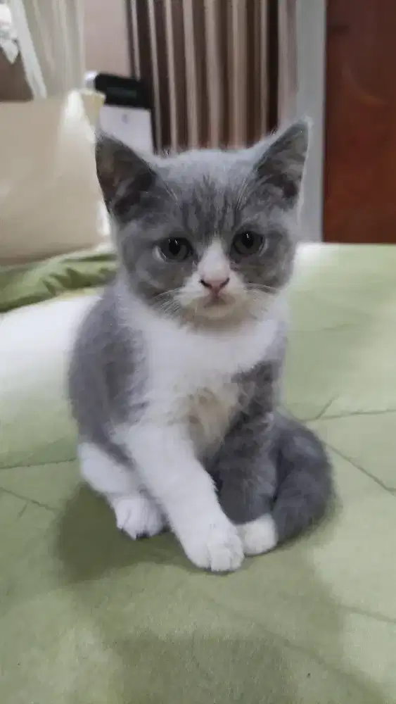 Bsh bico 2,5 bln jantan