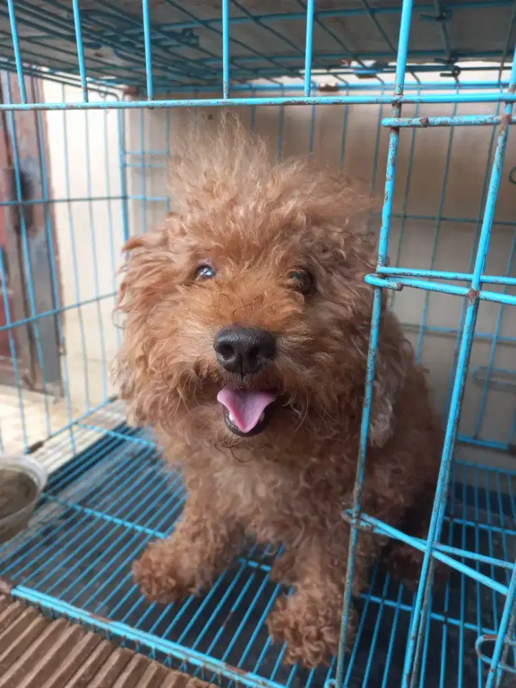 3 anjing poodle 2 betin 1jantan