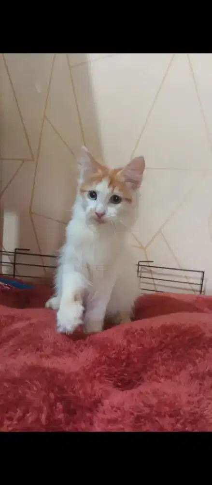 Kitten mainecoon 4bln