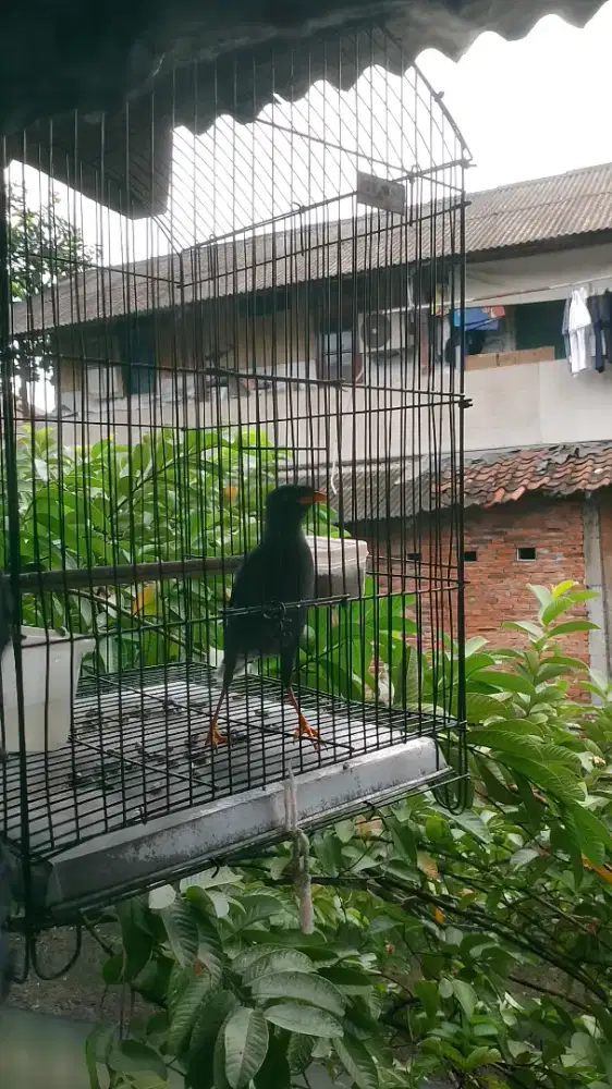 Jalak kebo gacor brisik manggut2 dewasa fulset kandang