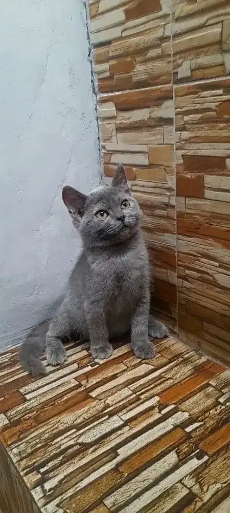 Kitten British shorthair