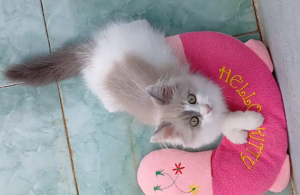 Ragdoll blue mink jantan