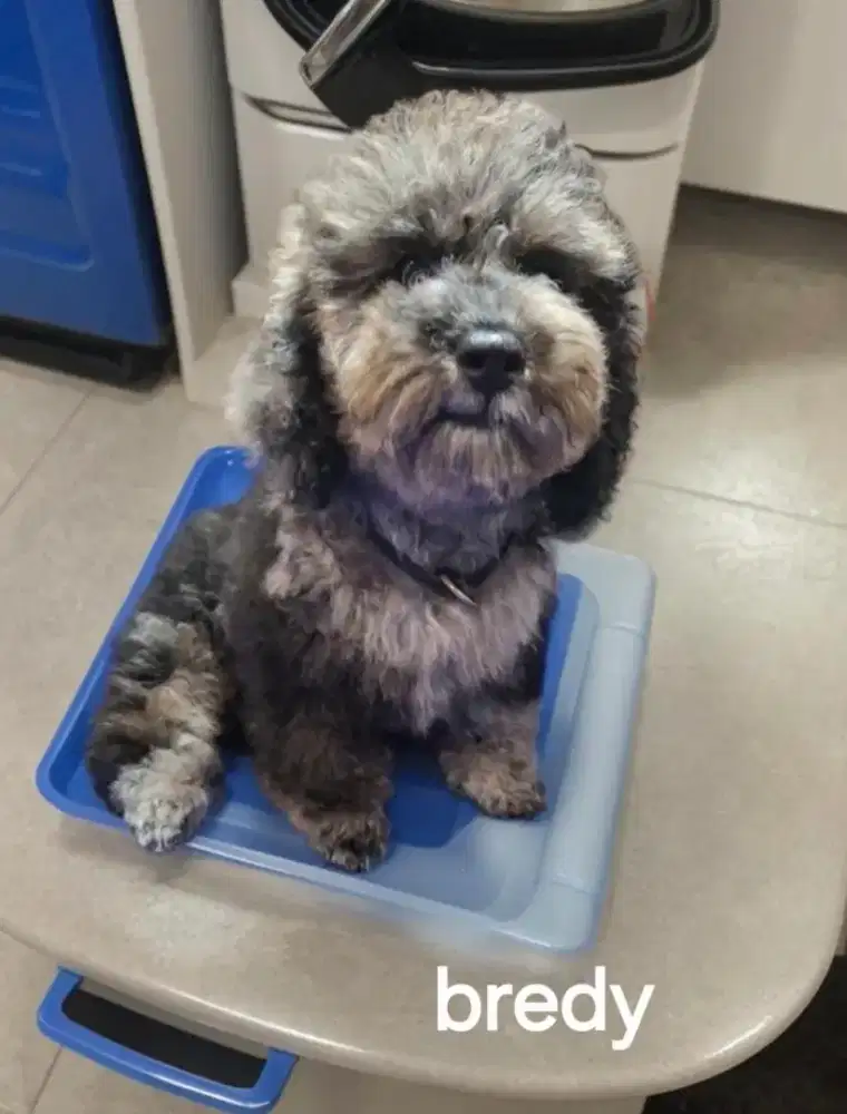 Toy poodle merle jantan betina