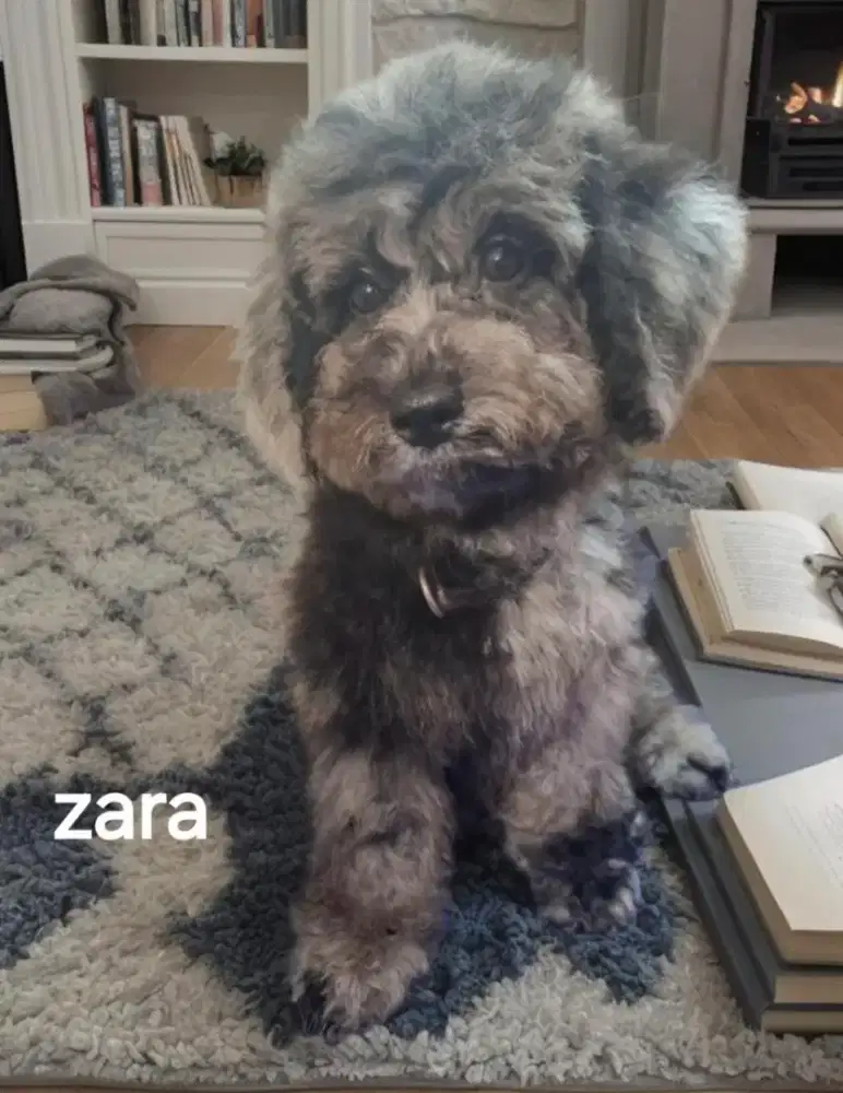 Toy poodle merle jantan betina