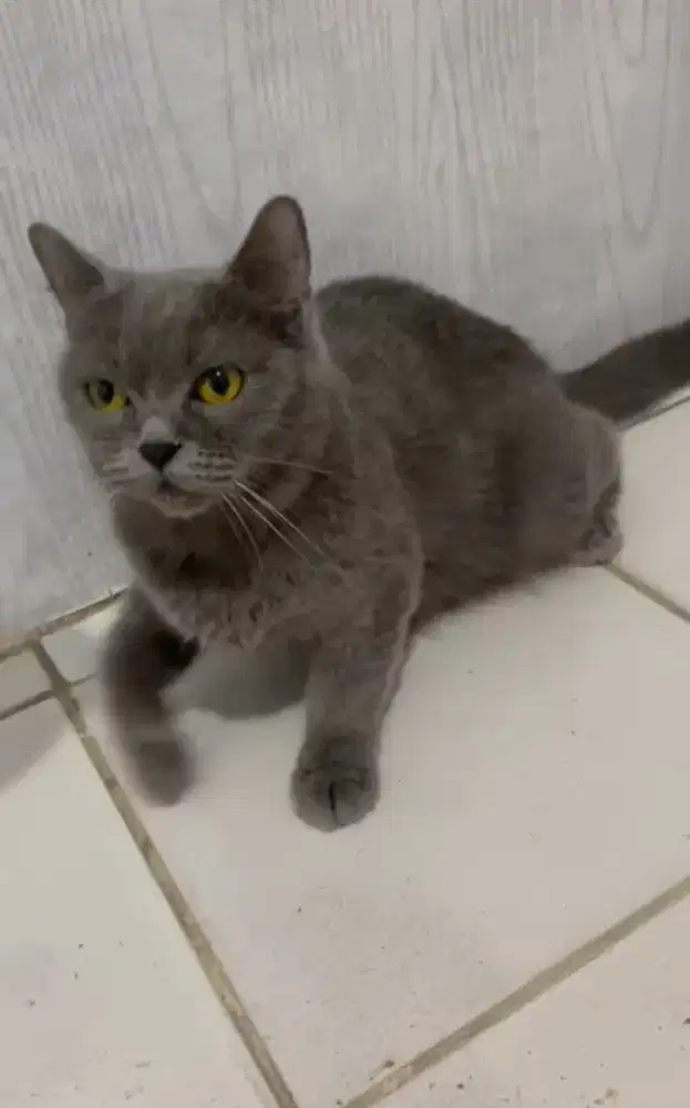 BSH betina 1 tahun proven 1x minus bekas jamur