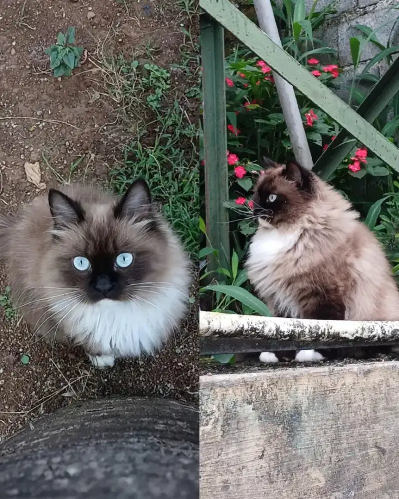 Kitten ragdoll seal mink mitted
