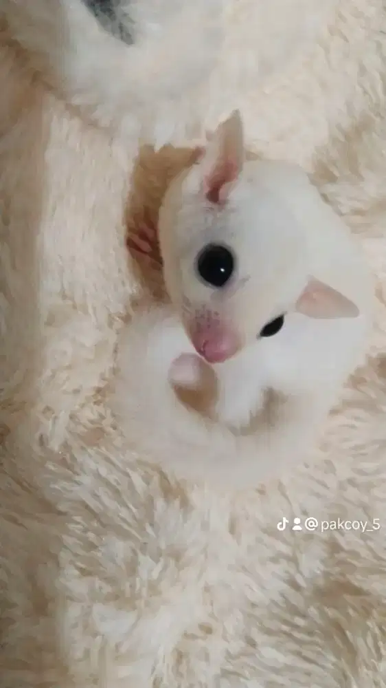 Sugar glider leucistik